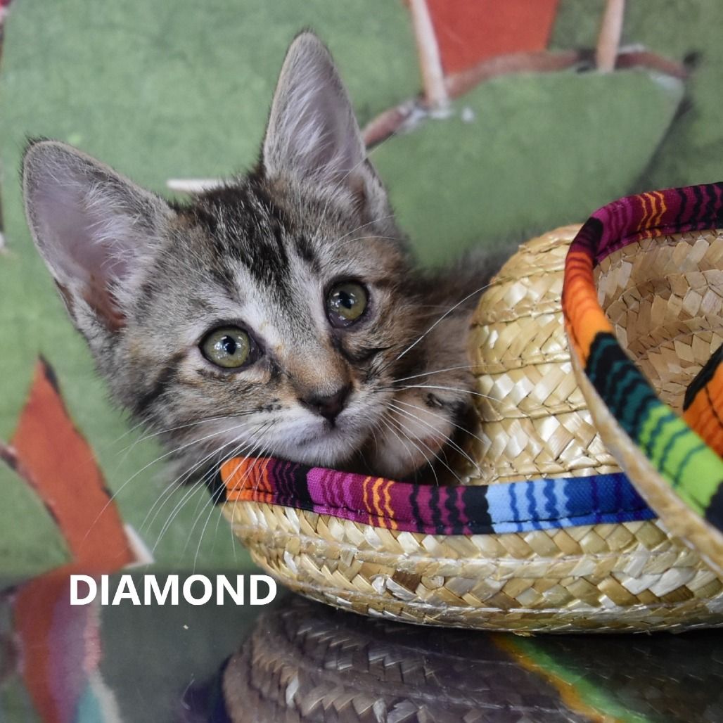 Hello my name is Diamond