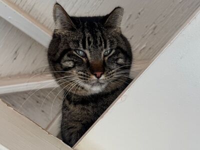 Hello my name is Kendrick