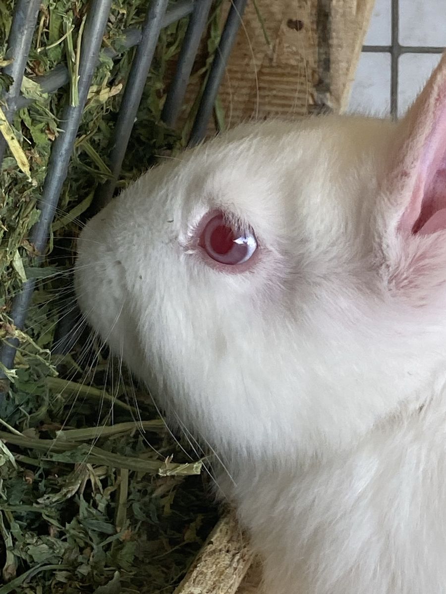 Freezer Rabbits For Reptiles