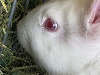 Freezer Rabbits For Reptiles