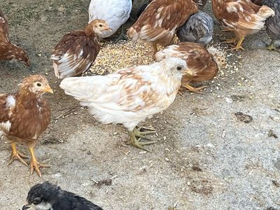 Ameracauna Pullets 9 weeks old