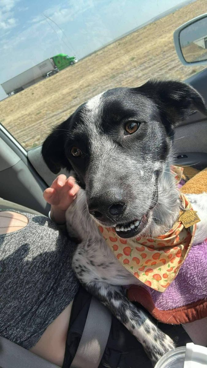 Pyrenees/Heeler/Collie Mix
