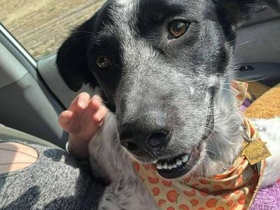 Pyrenees/Heeler/Collie Mix