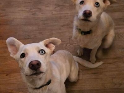 Siberian Husky Mix Puppies