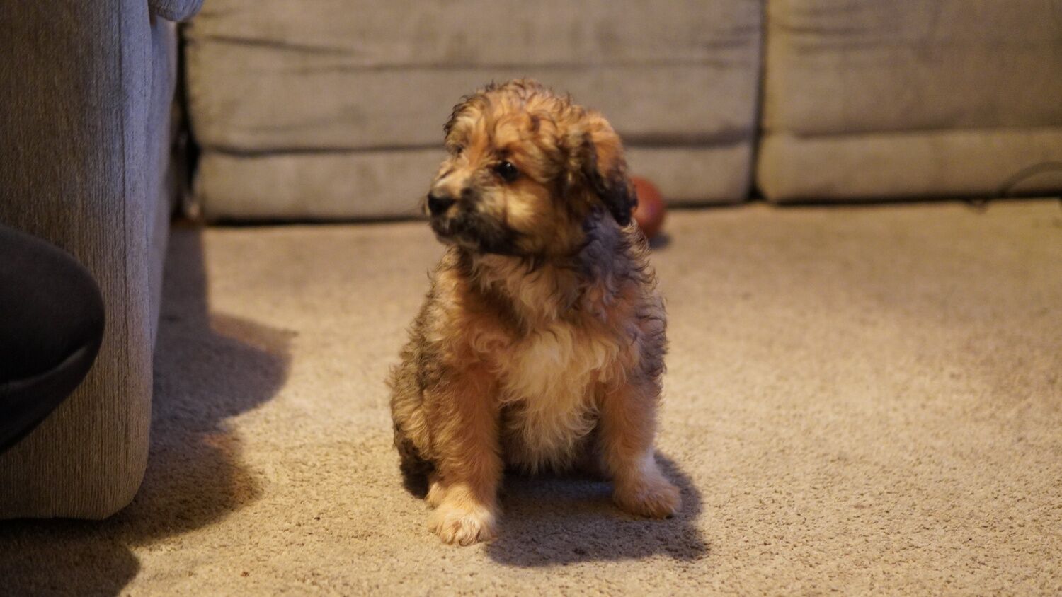 Cavapoochon × Mini Aussie Mix Puppies