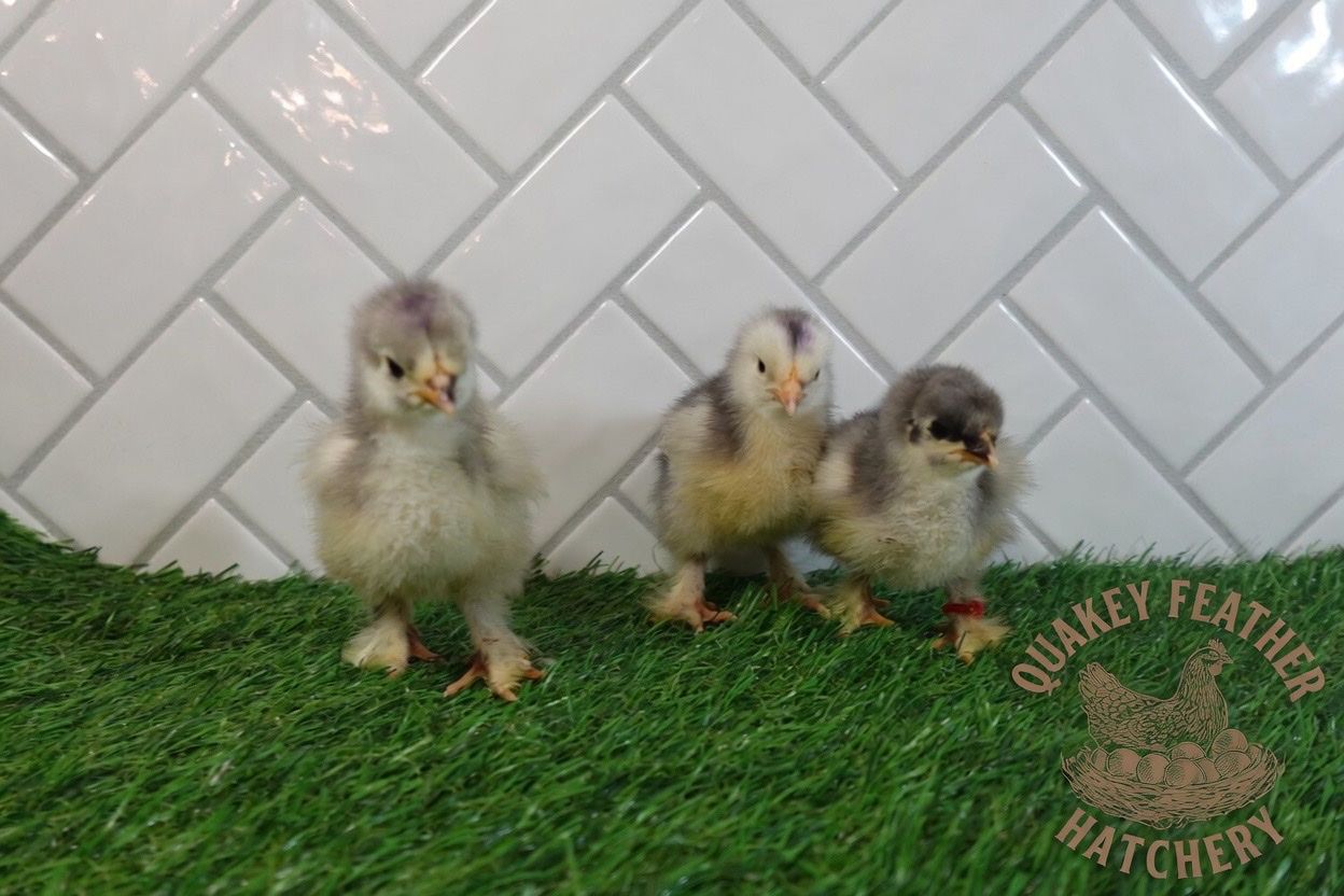 Blue Standard Cochin Chicks