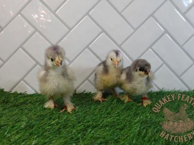 Blue Standard Cochin Chicks