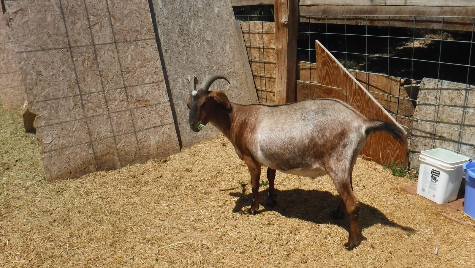 2 year old Alpine / Nubian mix wether goat