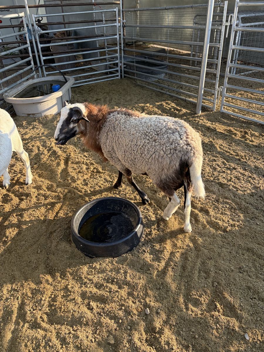 Hair Sheep Cross Ram