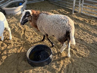 Hair Sheep Cross Ram