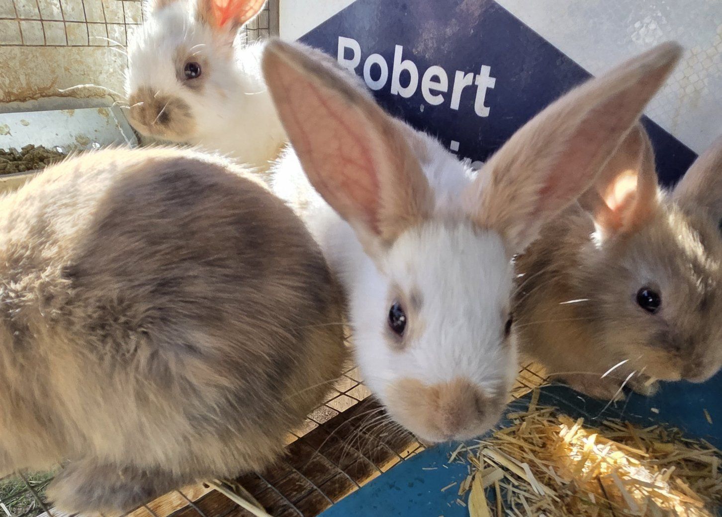 Baby Rhinelander Bunny Rabbits