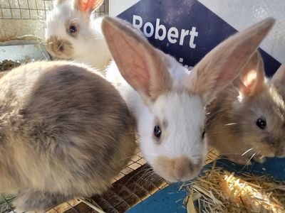 Baby Rhinelander Bunny Rabbits