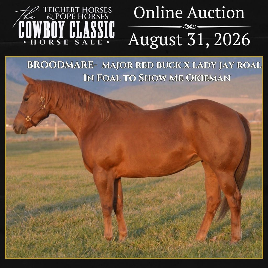 Pitzer Bred Broodmare In Foal