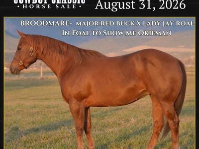 Pitzer Bred Broodmare In Foal