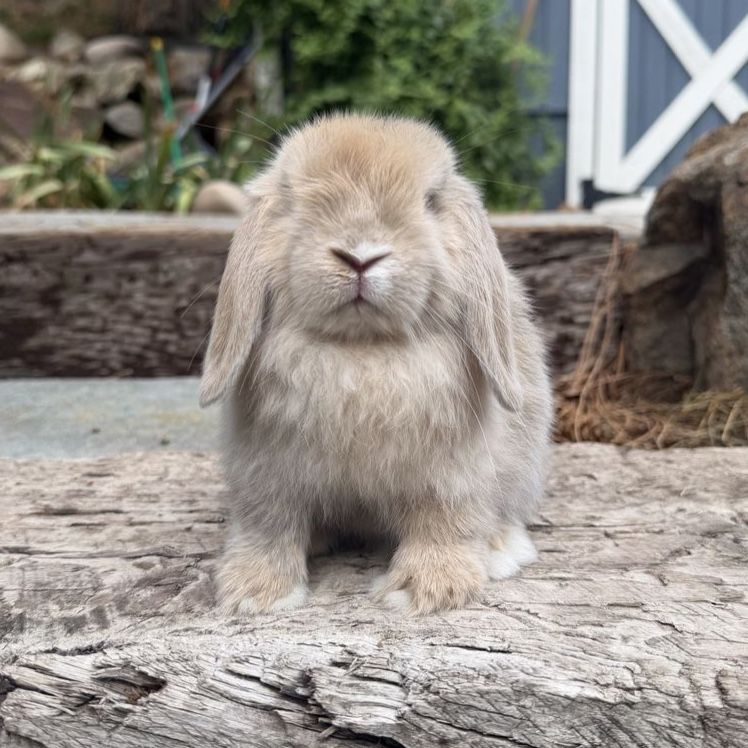 Holland Lop Buck