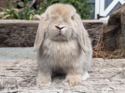 Holland Lop Buck