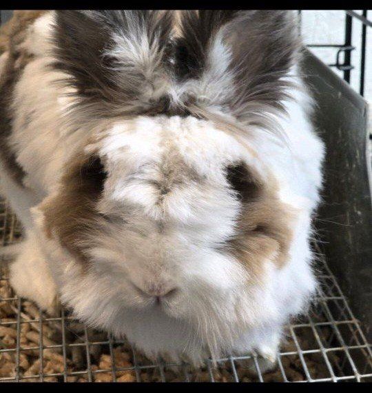 lionhead