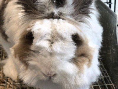 lionhead