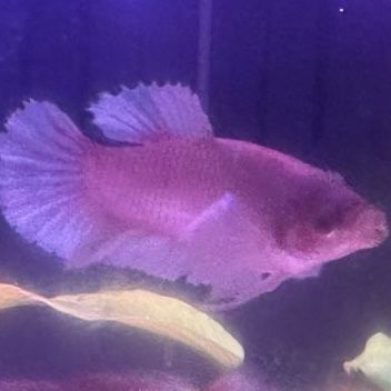 Betta fish (female)