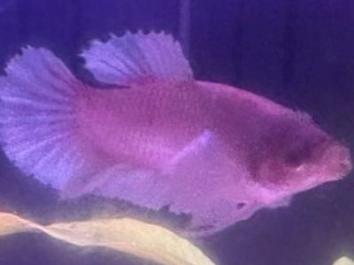 Betta fish (female)