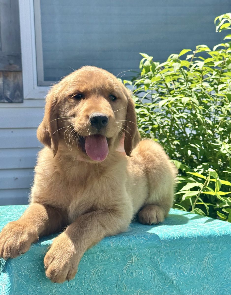 AKC Golden Retriever Puppies