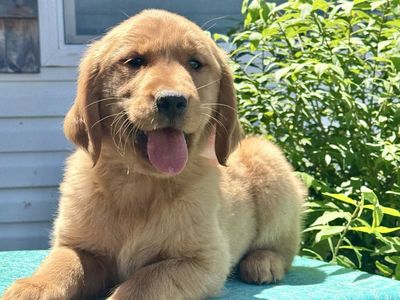 AKC Golden Retriever Puppies