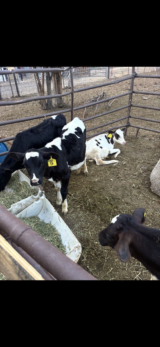 3 steers and 1 heifer holstein for sale i can work on price depending on how many you take 