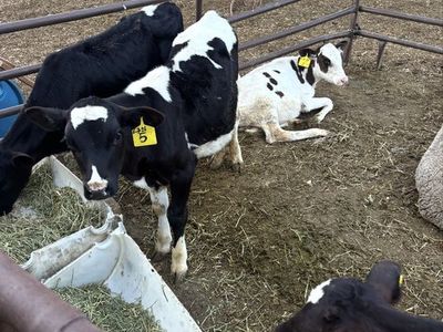 3 steers and 1 heifer holstein for sale i can work on price depending on how many you take