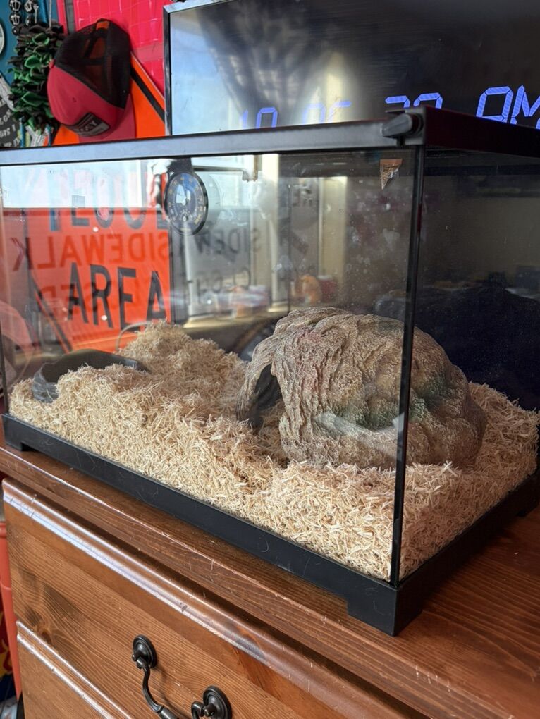 Snake Tank And Bedding