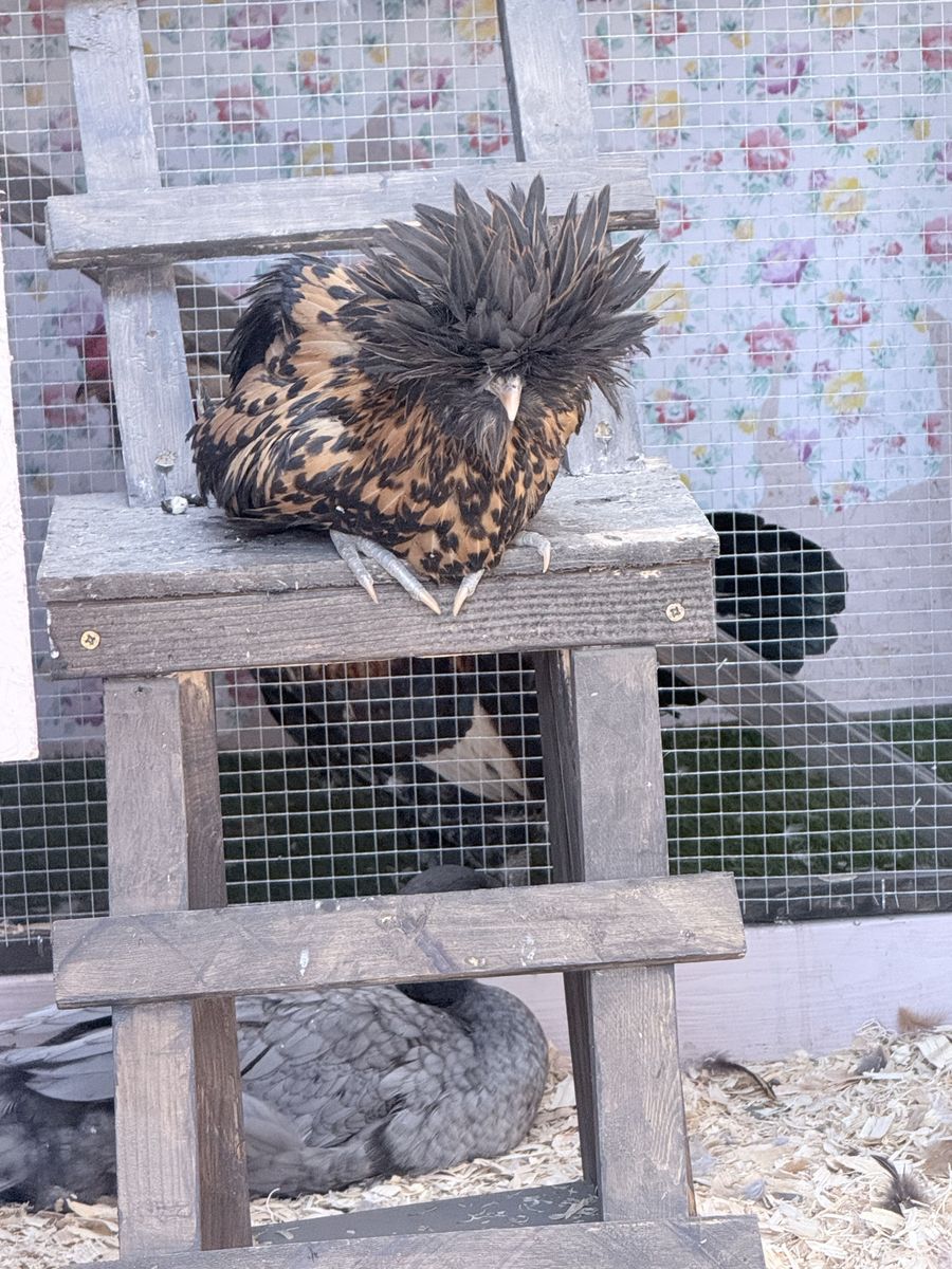 Lace Polish Chicken