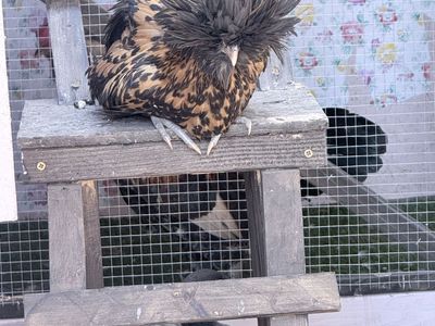 Lace Polish Chicken