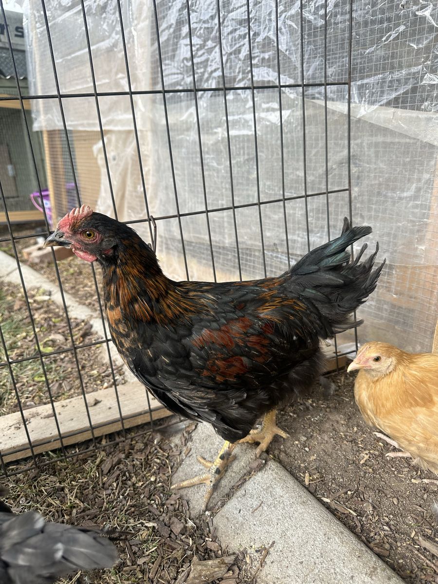 Four 10 week Cockerels 4 for $15