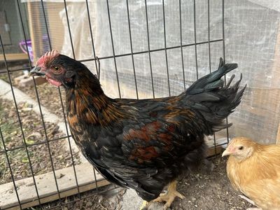Four 10 week Cockerels 4 for $15