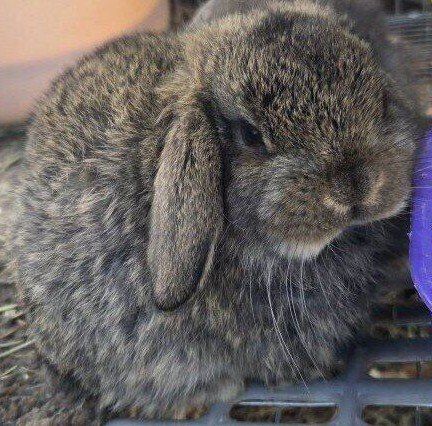 Holland Lop Mini Lop Baby Bunny Rabbits