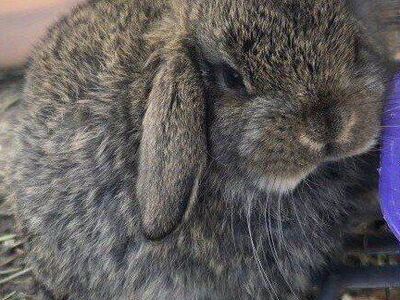 Holland Lop Mini Lop Baby Bunny Rabbits