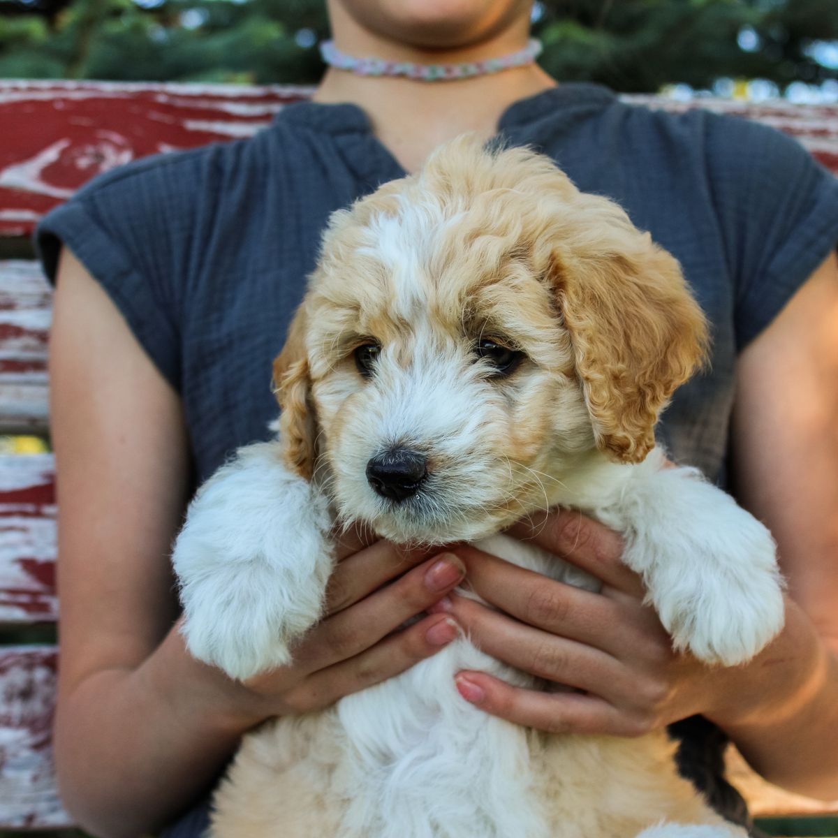 Aussiedoodle Puppies