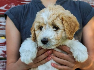 Aussiedoodle Puppies