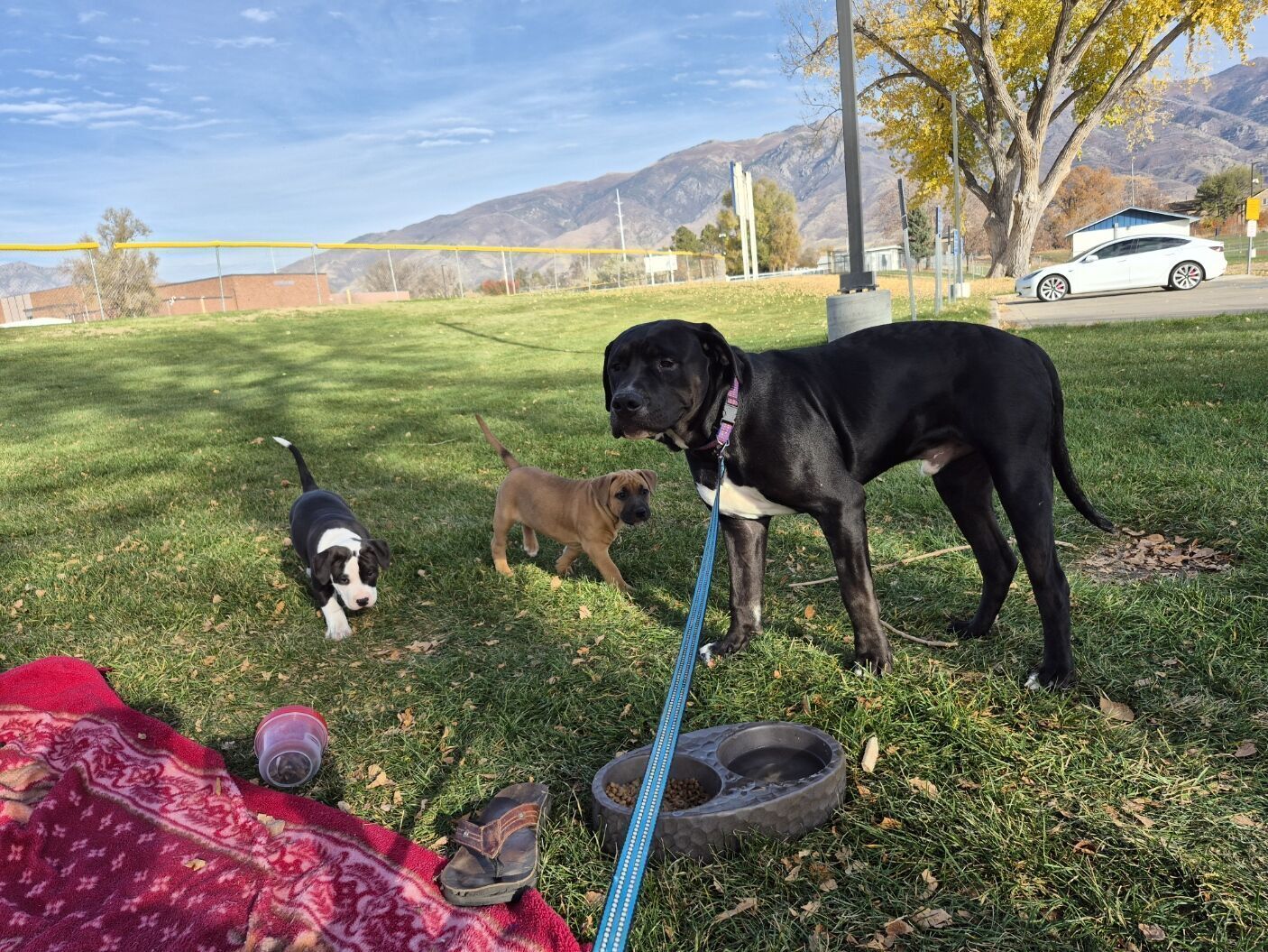 American Bulldog / Boxer Mixed Puppies