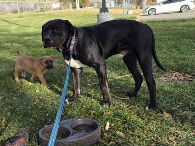 American Bulldog / Boxer Mixed Puppies