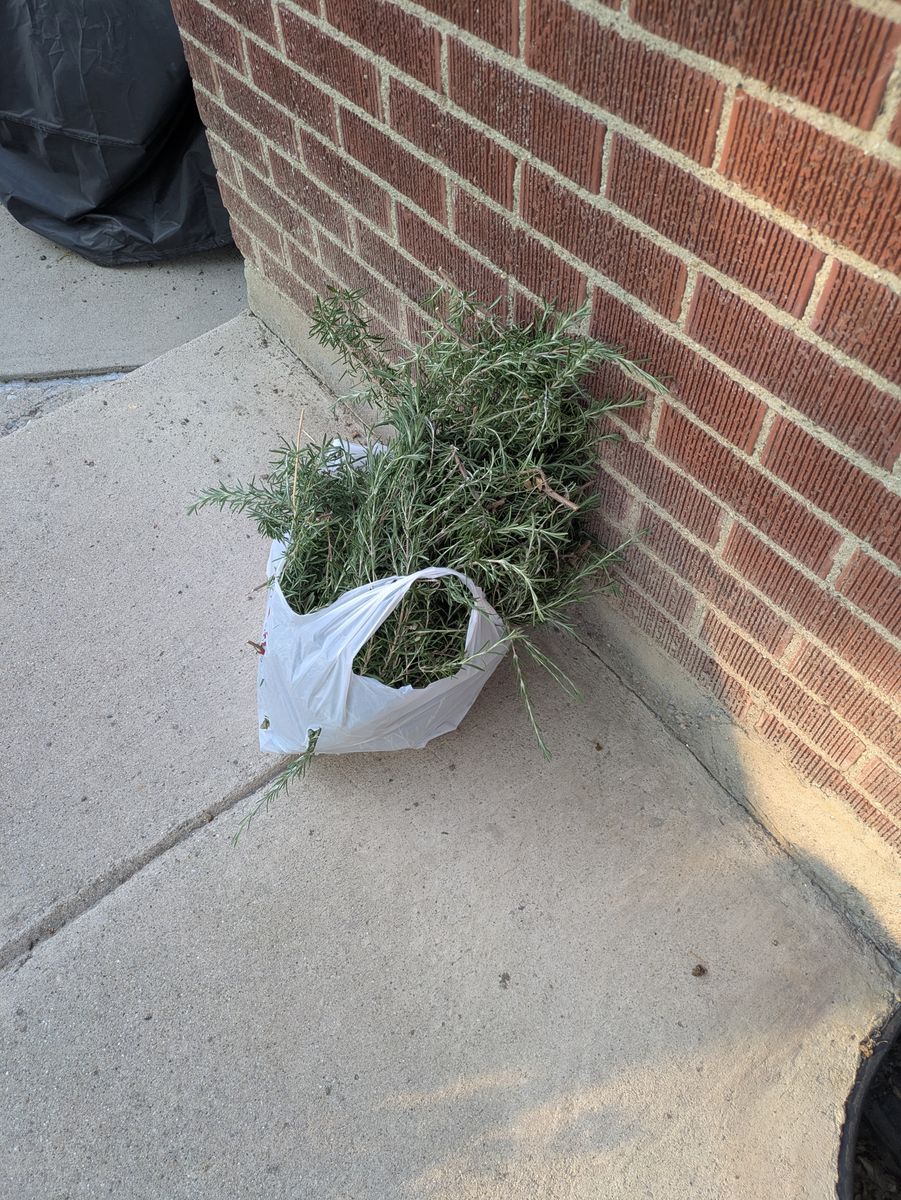 Rosemary - fresh cut