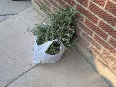 Rosemary - fresh cut
