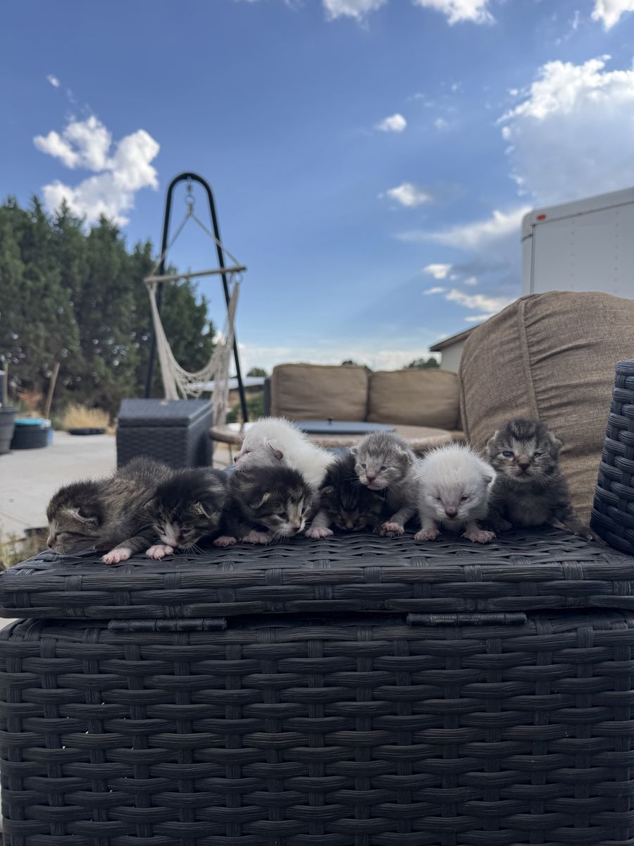 Update adorable kittens