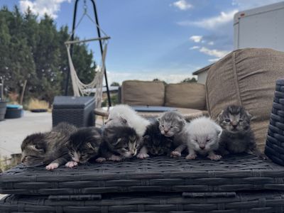 Update adorable kittens
