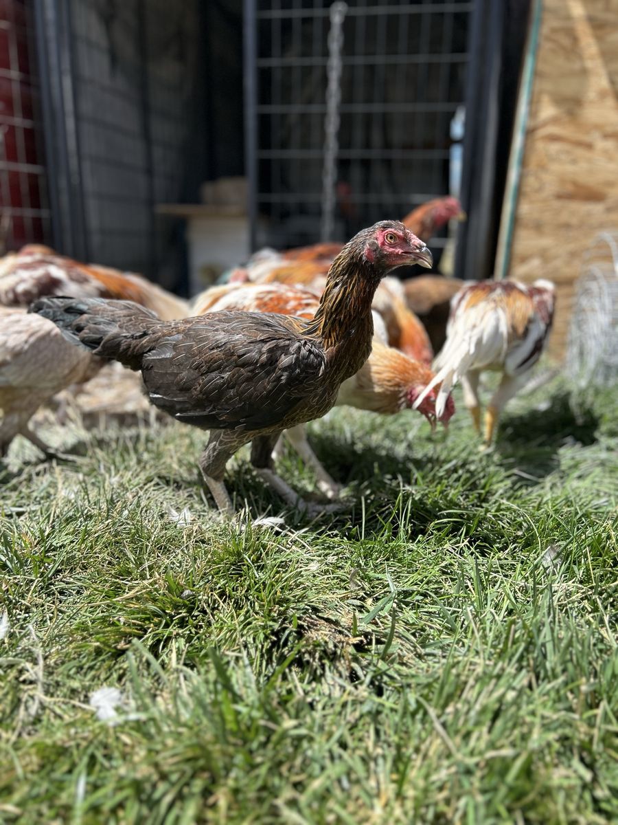 Asil hens (gamefowl) 