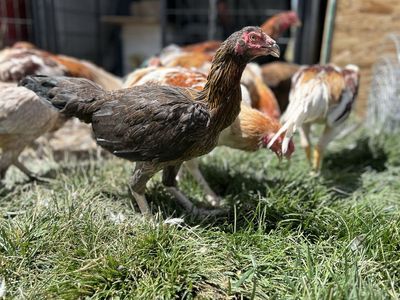 Asil hens (gamefowl)