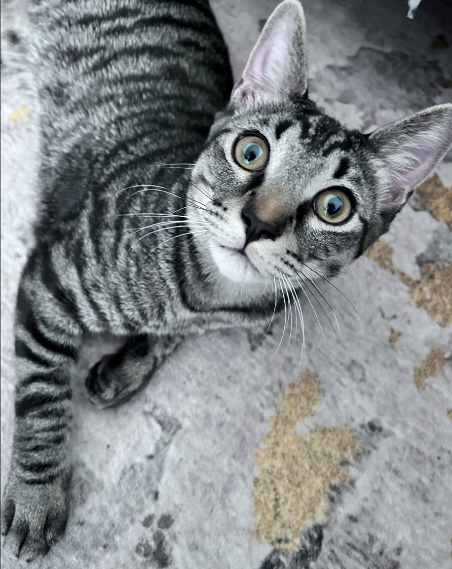 $1000 reward for lost kitty