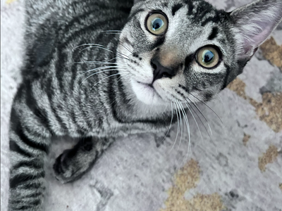 $1000 reward for lost kitty