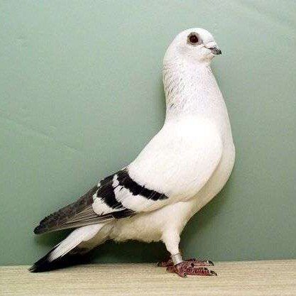 ISO (WANTED) Damascene Pigeons