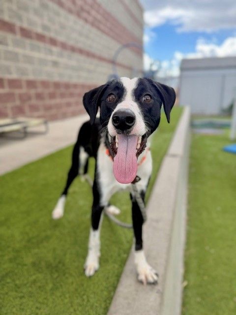 A163783 Kenny, Available for adoption