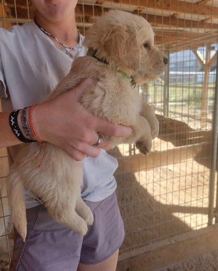 AKC Golden Retriever pups.